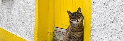 denasputrips's profile banner image