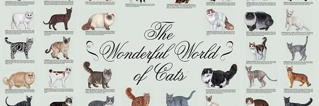 The Tullyallen Crow🐦‍⬛ banner