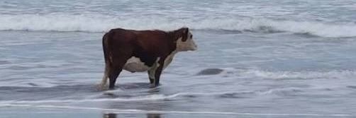 capivara lobisomem banner