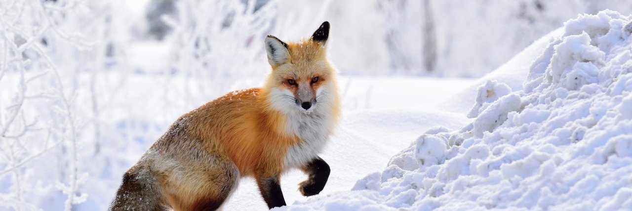 NZ_Foxs's profile banner image