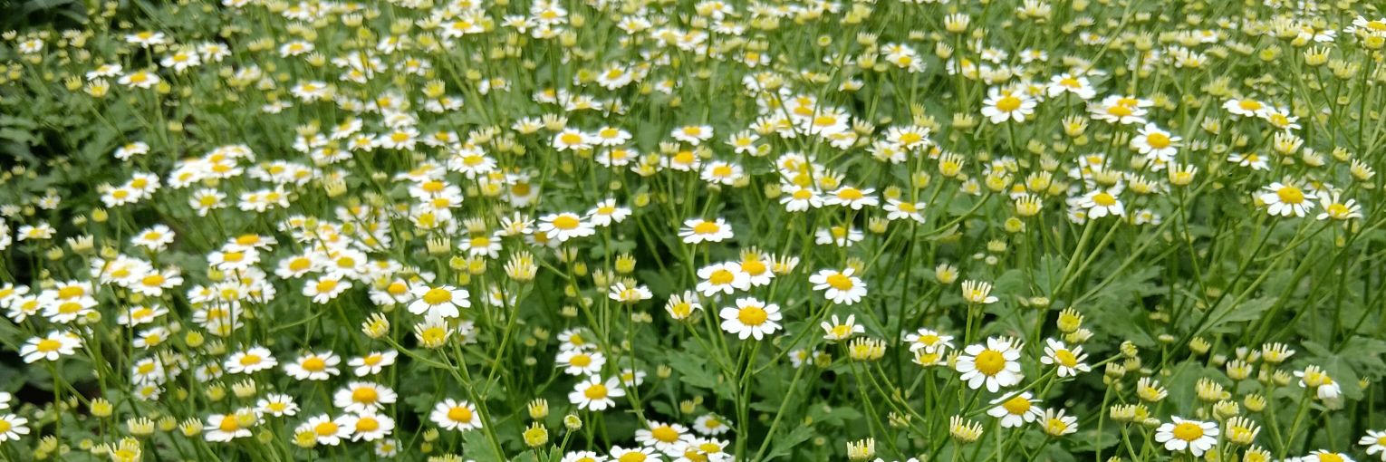 BJ Richards Flowers banner