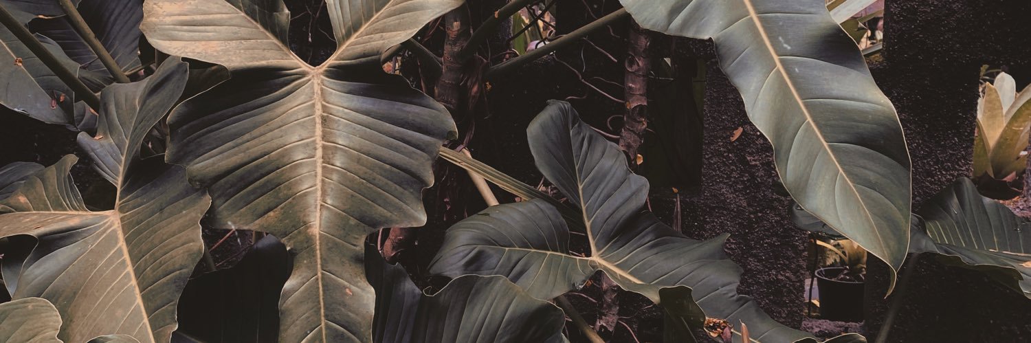tainá banner
