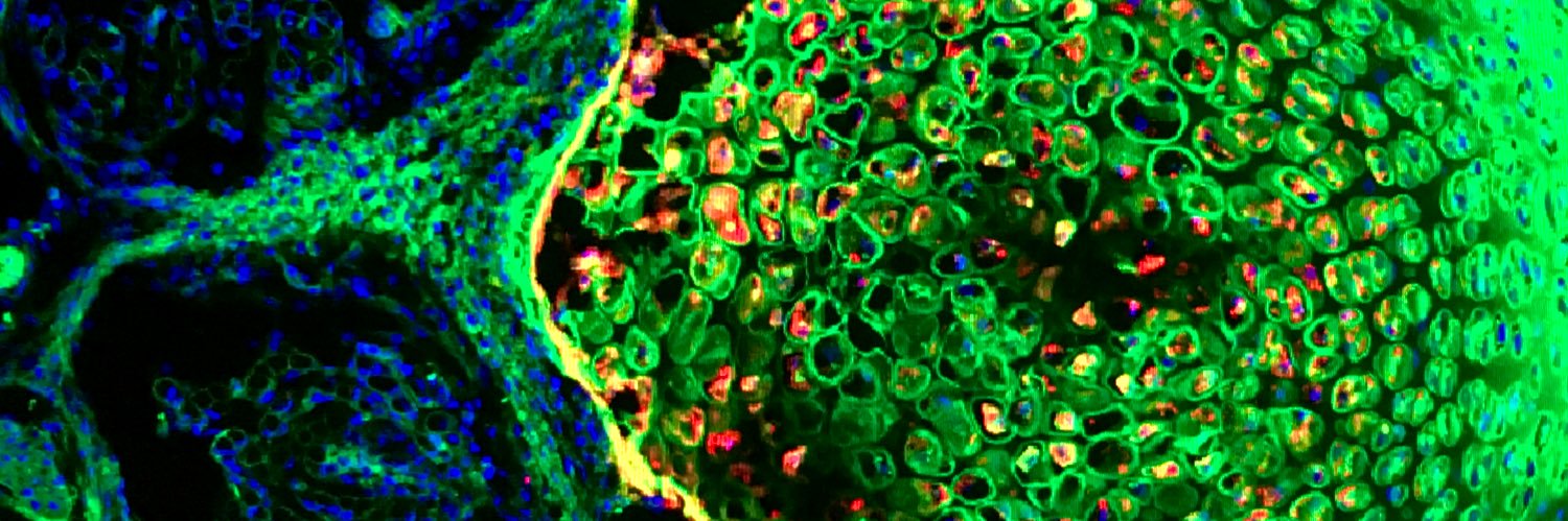 Stephanie Kidder Bowers, PhD banner