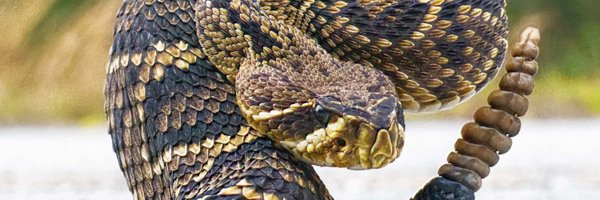 RattlerPit Profile Banner