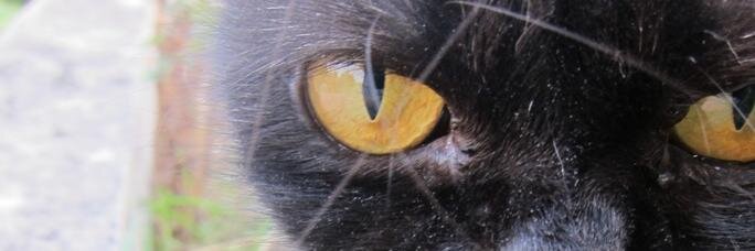 ananelii's profile banner image