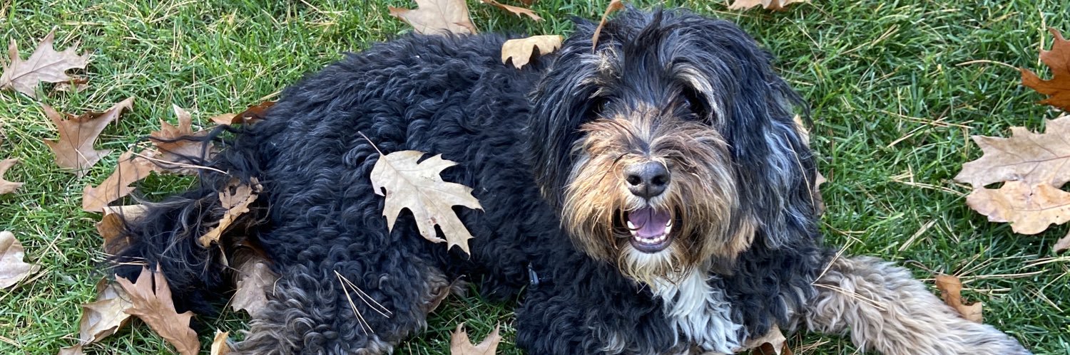 Haley Kwait Zollo banner