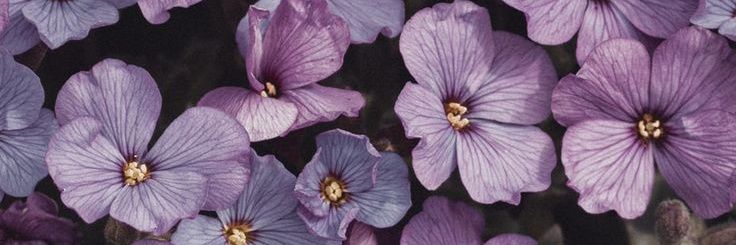 vaa 🍡 banner