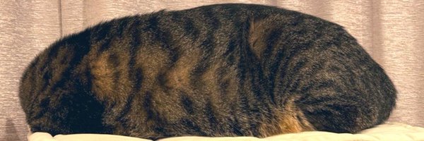 funyori_krt Profile Banner