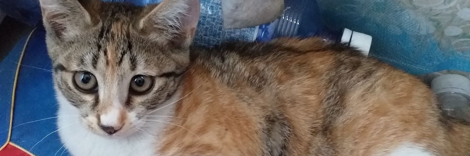 아마지그문트일지도🐶/🗝/🎛/🌼/🥨 banner