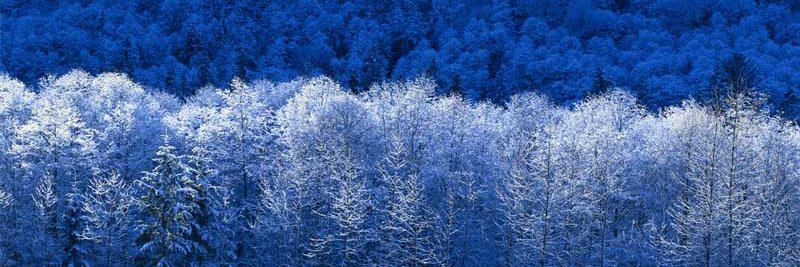 Lisa Capper MBE banner