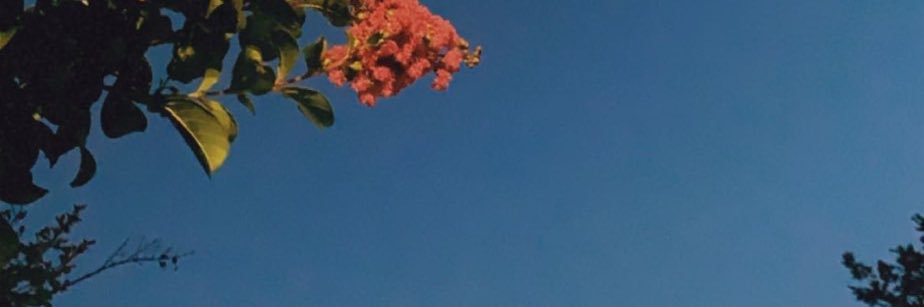 liny banner