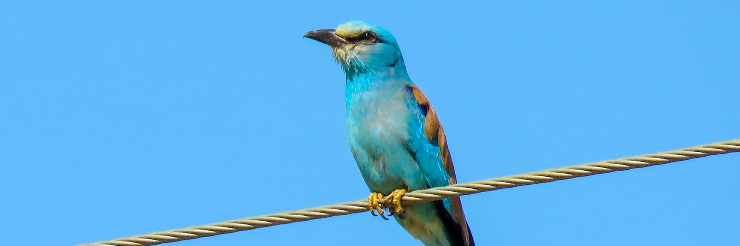 birdwildtours's profile banner image