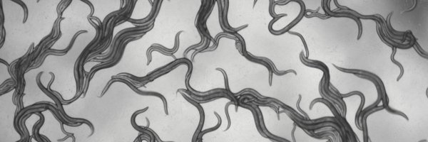 SvonReuss Profile Banner