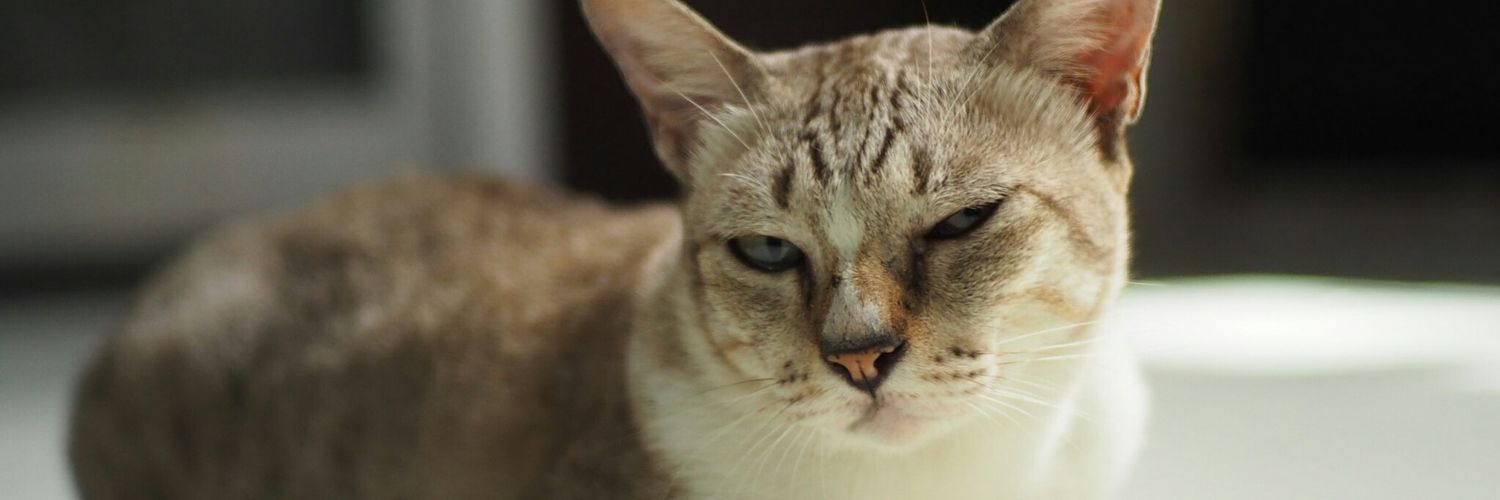 อีเลจู banner