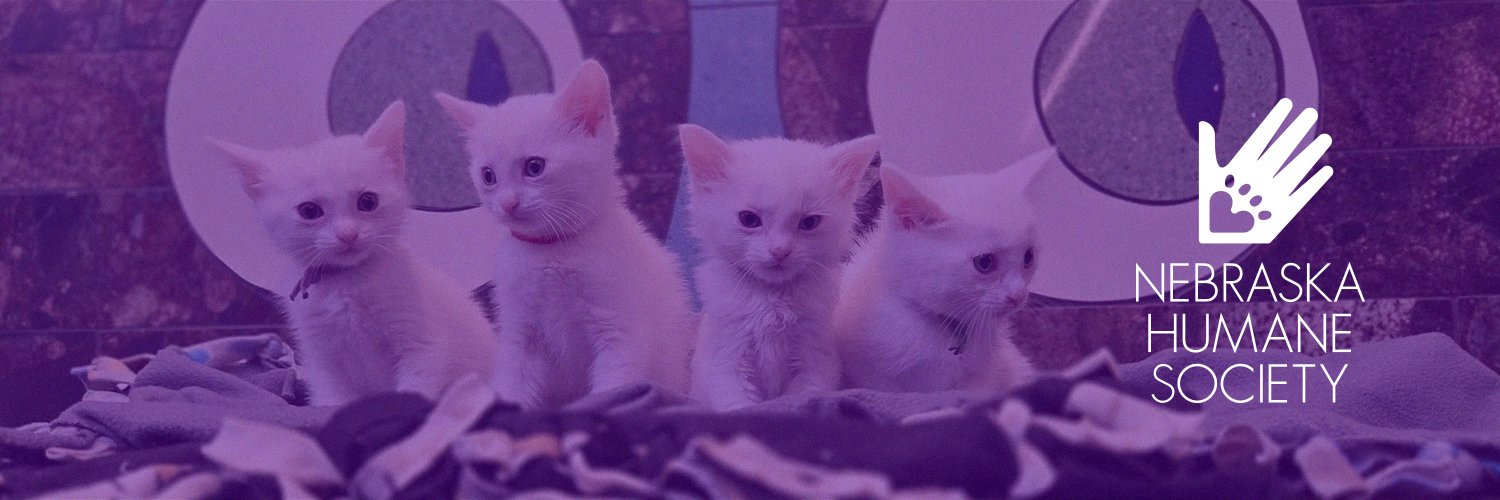 Nebraska Humane Cats banner