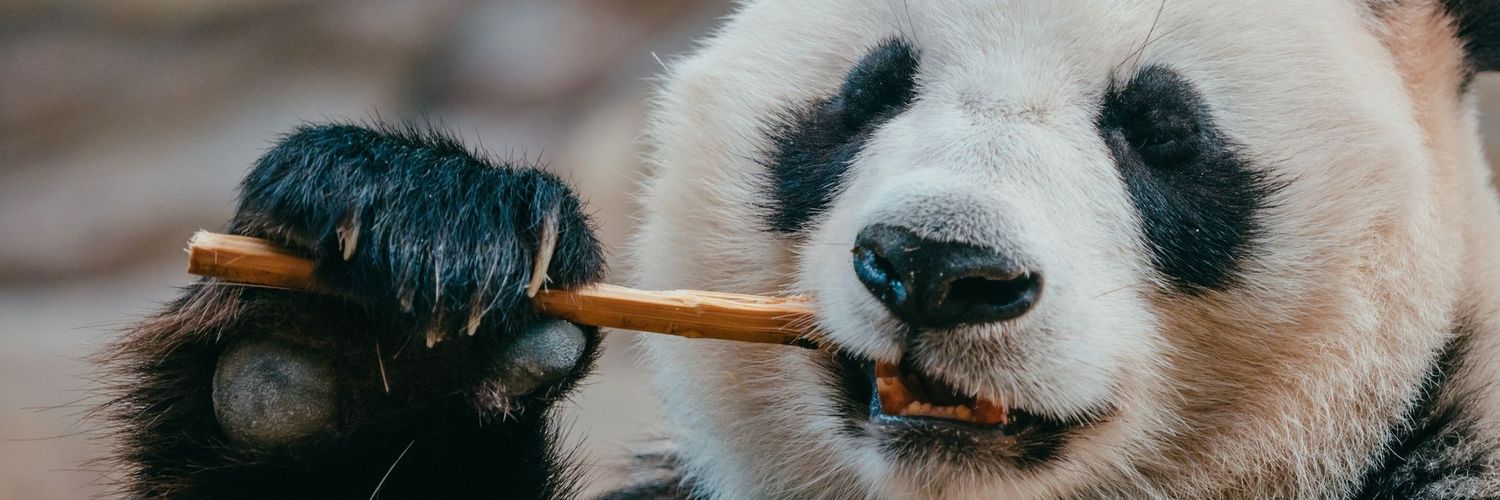 ThePanda__fx's profile banner image