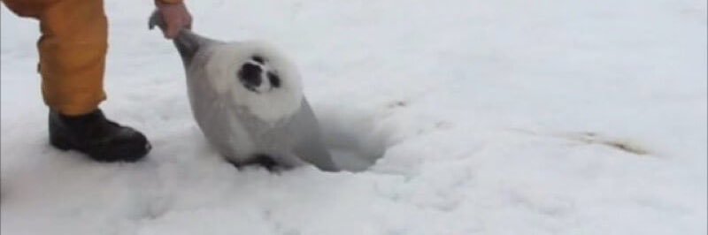 Royal-Butter-Man🔞 banner