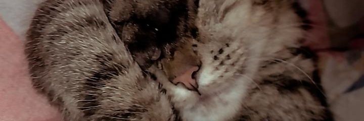 tataronsis's profile banner image