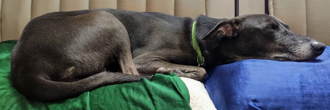 Puppyvedi's profile banner image