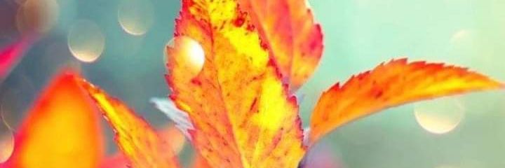 imedigo's profile banner image