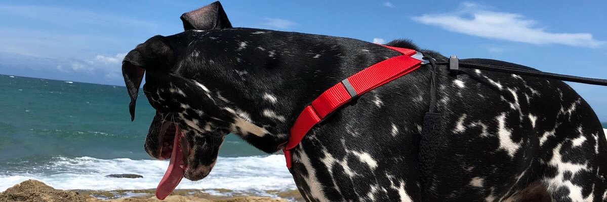 nlagoons's profile banner image