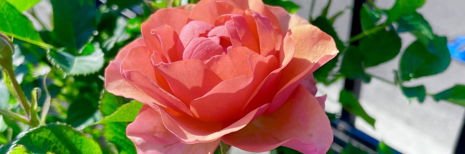 Rose banner
