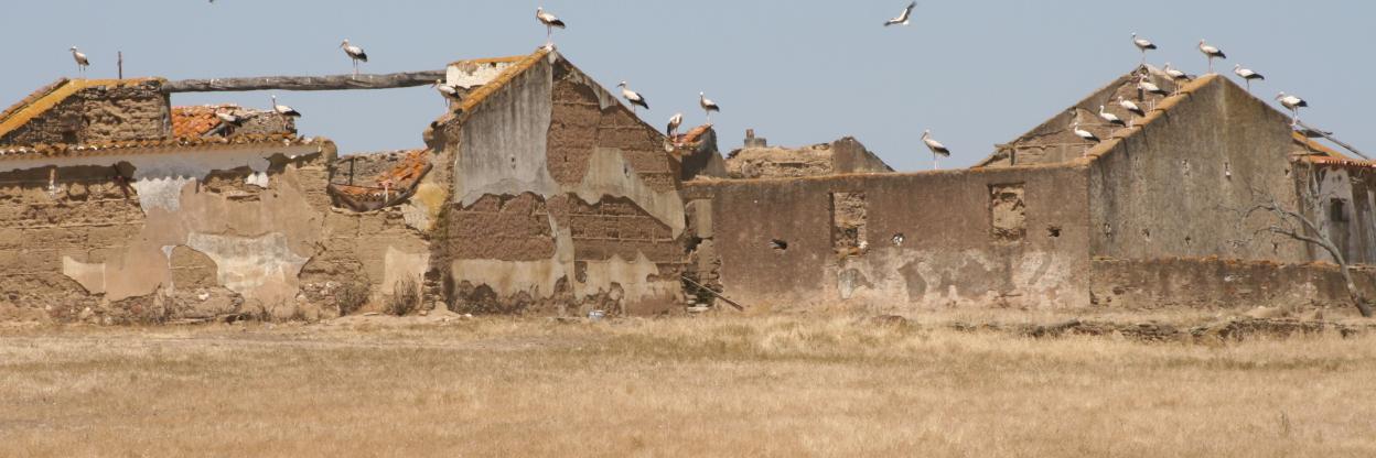 Birds On The Move banner