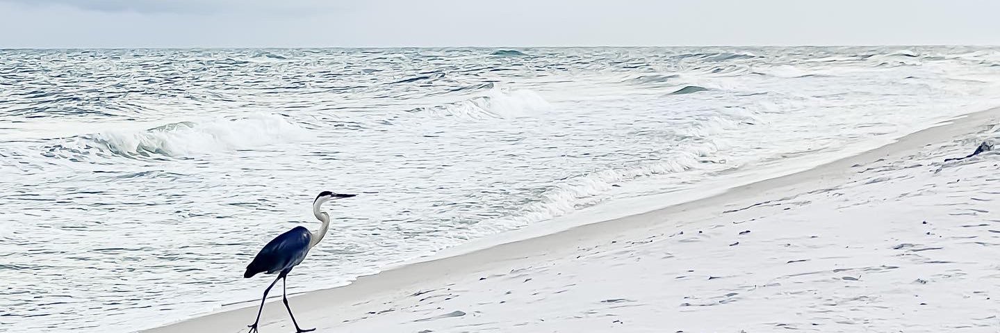 annaXelyse's profile banner image