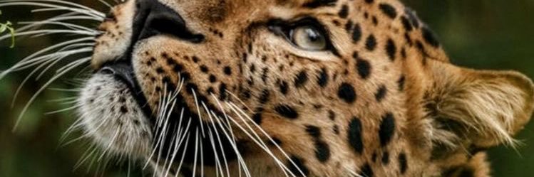 niclima__'s profile banner image