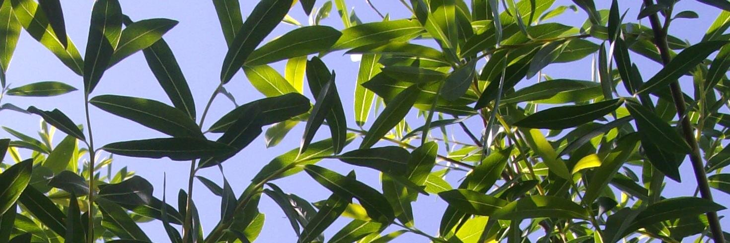 behindthewillow's profile banner image