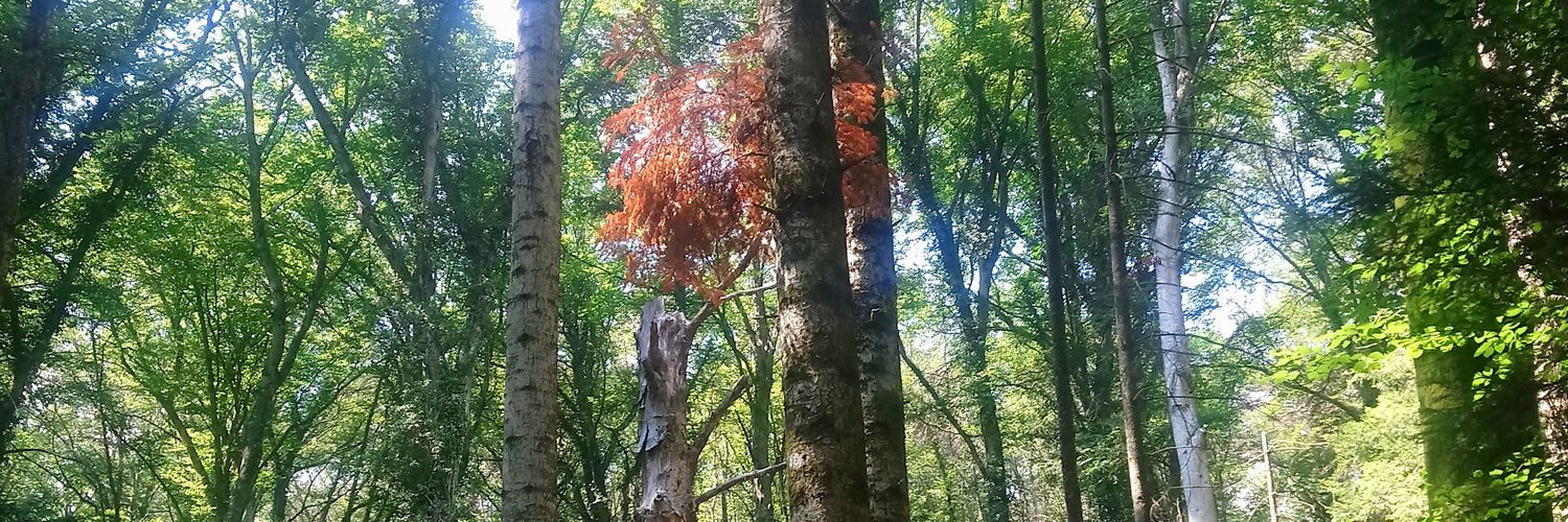 Schweizerische Zeitschrift für Forstwesen banner