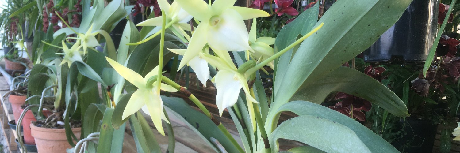 orchids_garden's profile banner image