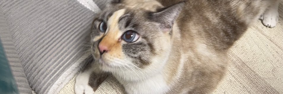 ふなはしあやか banner