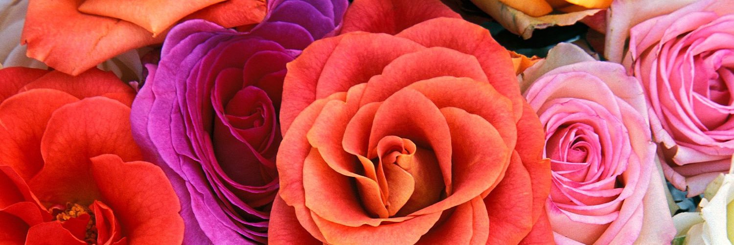 kristenpilon's profile banner image