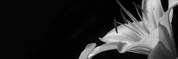 sherwstark's profile banner image