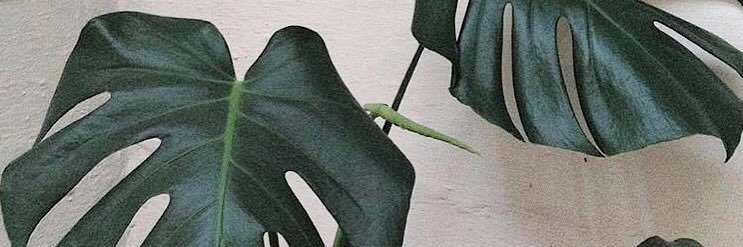 Lindsey___H's profile banner image