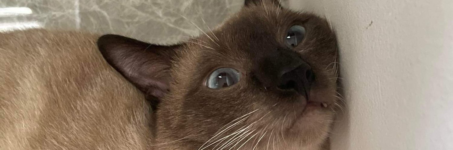 𝕯 𝕵 banner