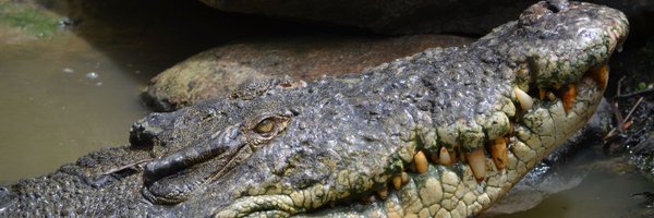 Scootenburg Profile Banner