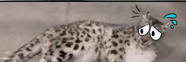 Some lion banner