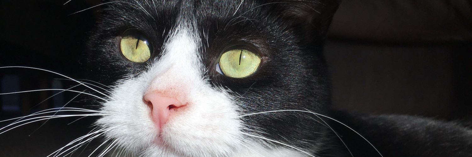 Alan__The__Cat's profile banner image