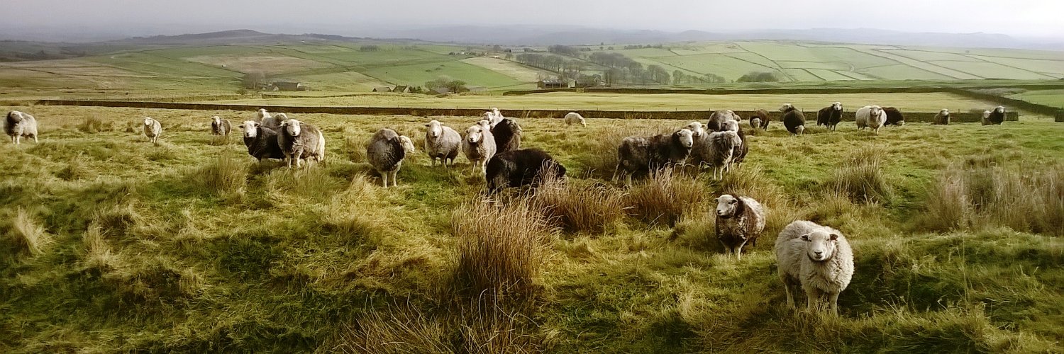 Herdwicks of Highfields Farm's banner