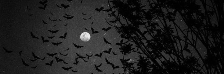 𝙨𝙤𝙧𝙧𝙮 banner