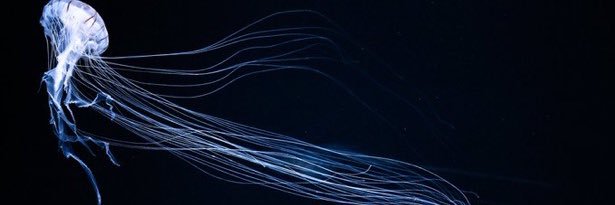 ⏻ ᴸᵒᵍ. banner