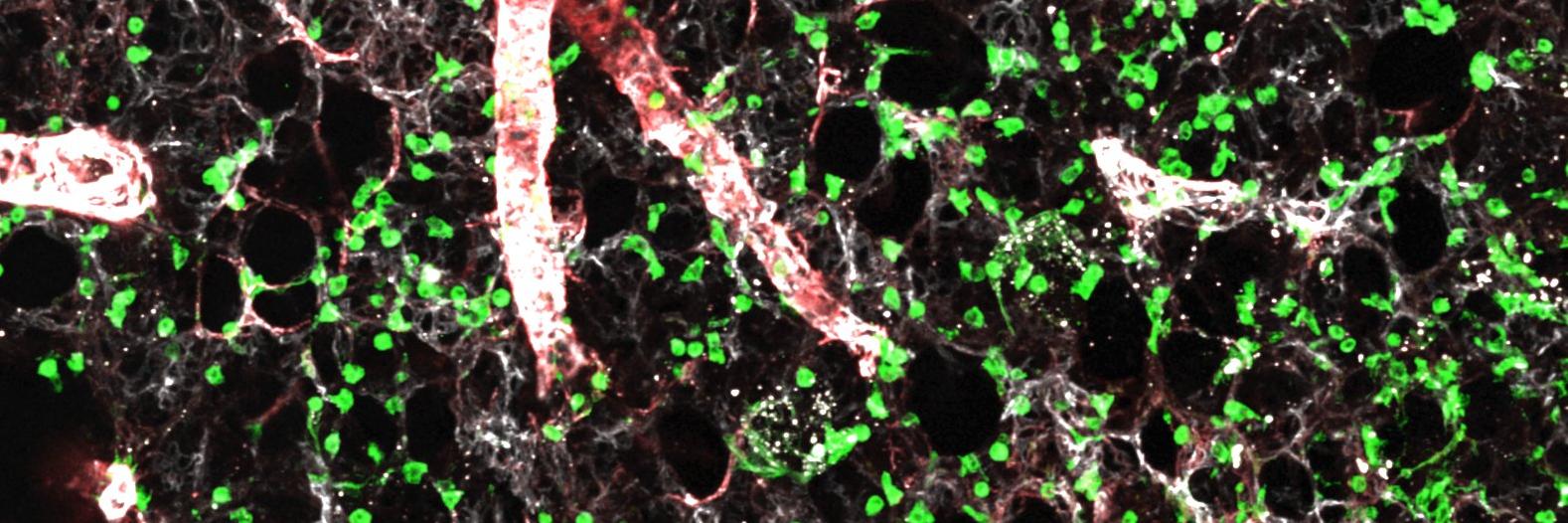 DanielGreifLab banner