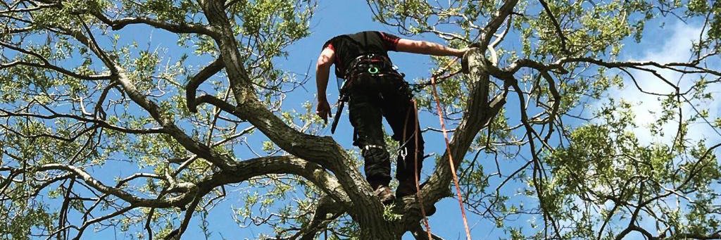 Three Atop Woodland Services banner