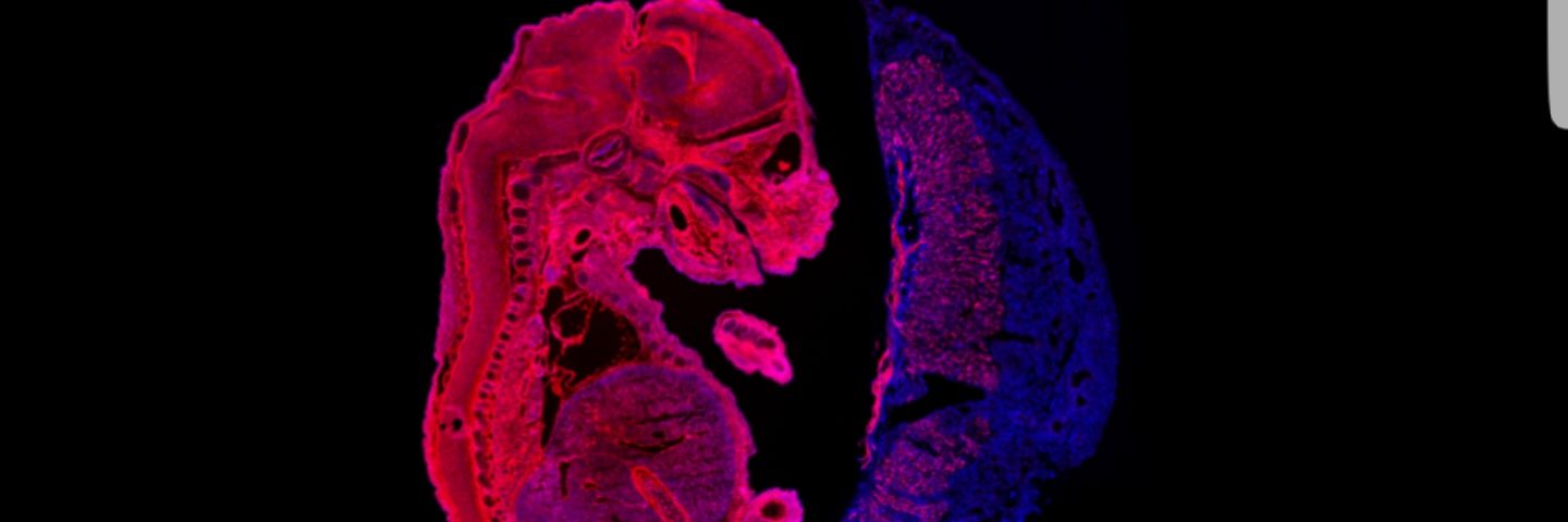 Sferruzzi-Perri lab banner