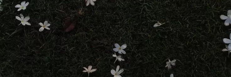 milly_ychip's profile banner image