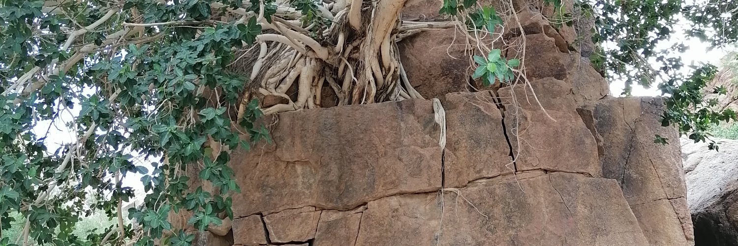 aladuani's profile banner image