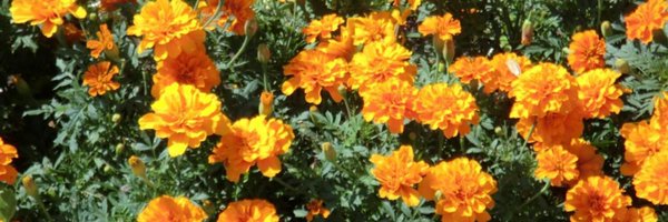 NieteruN Profile Banner