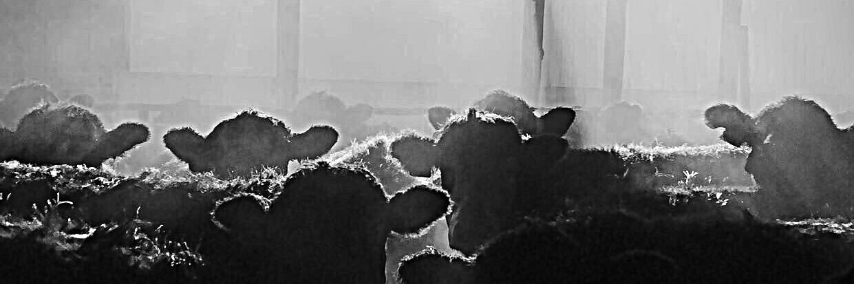 WhiteJackson_'s profile banner image